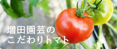 増田園芸のこだわりトマト