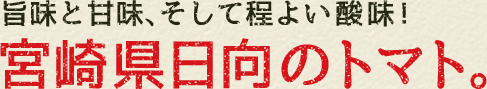 旨味と甘味、そして程よい酸味!宮崎県日向のトマト。