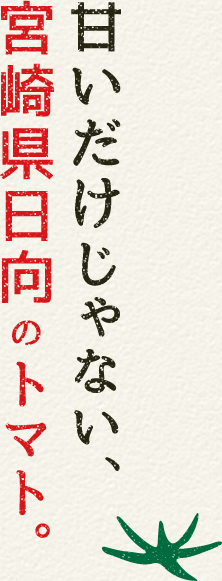 甘いだけじゃない、宮崎県日向のトマト。